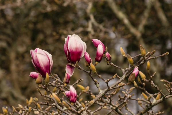 Magnolia purpurowe kwiaty i pąki — Zdjęcie stockowe