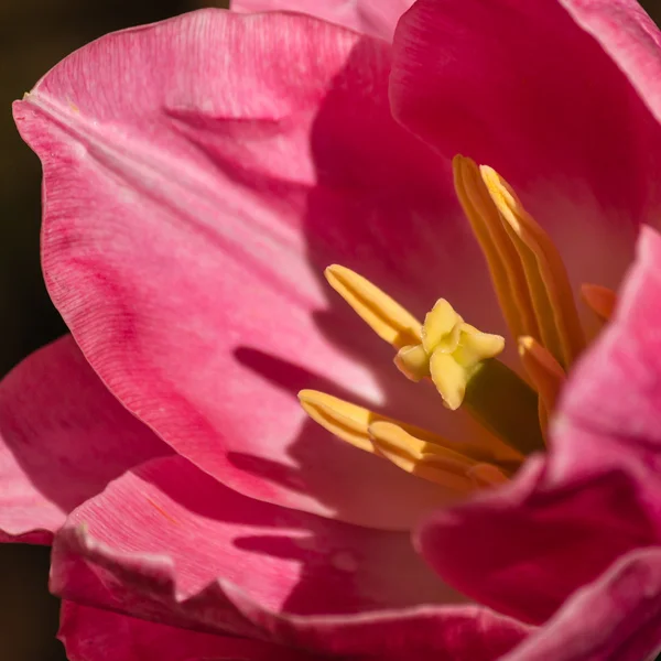 Tulipan różowy flowerhead — Zdjęcie stockowe