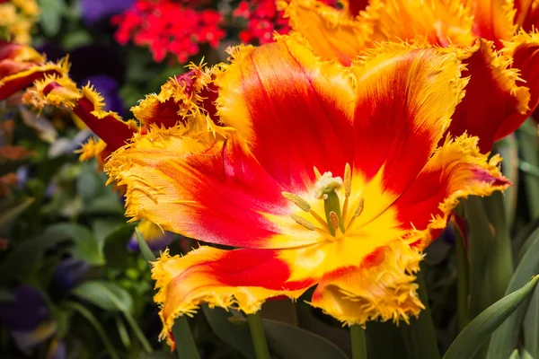 Bunte Tulpen blühen — Stockfoto