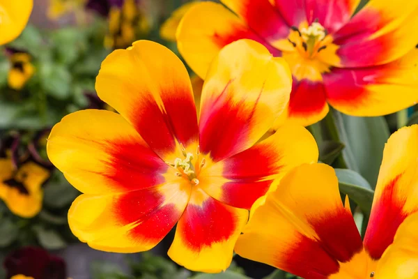 Nahaufnahme von gelben und roten Tulpen — Stockfoto