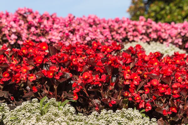 Rött och rosa begonias blomsterrabatt — Stockfoto