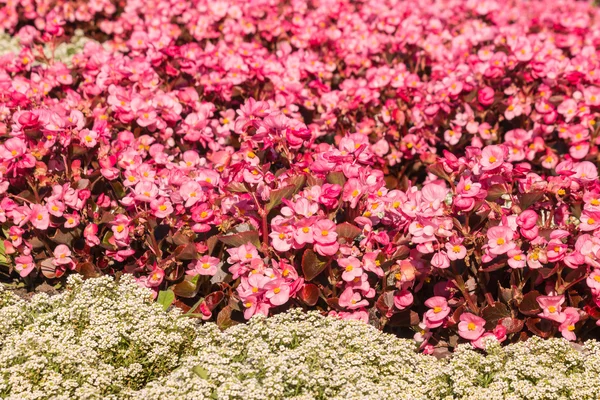 Rosa vax begonia blomsterrabatt — Stockfoto