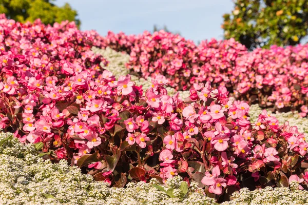 Rosa begonias blomsterrabatt — Stockfoto