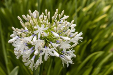 Beyaz Agapanthus çiçekleri