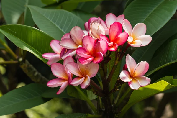 Plumeria rosa flores en flor —  Fotos de Stock