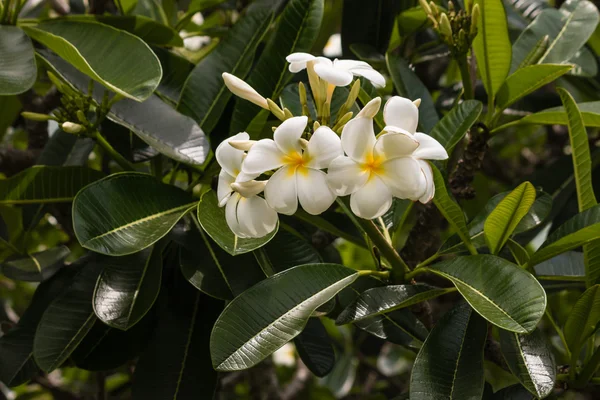 Fleurs plumeria blanches en fleurs — Photo