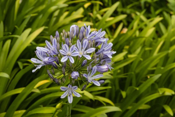 Blauer Agapanthus blüht — Stockfoto