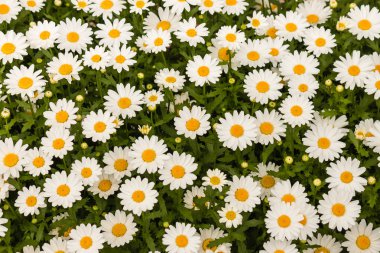 oxeye papatya arka plan