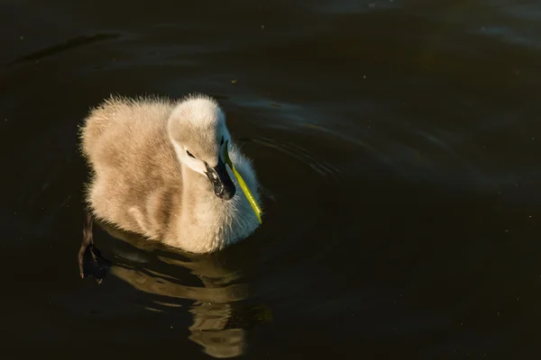 Černá labuť cygnet krmení na vodní rostliny — Stock fotografie