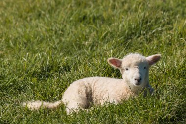 Yeni doğmuş kuzu bahar çayır üzerinde dinlenme