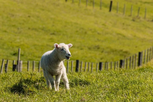 Bleating újszülött bárány — Stock Fotó