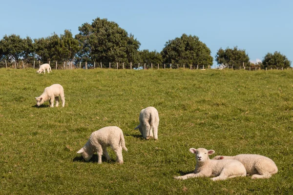 Schafherde weidet auf Wiese — Stockfoto