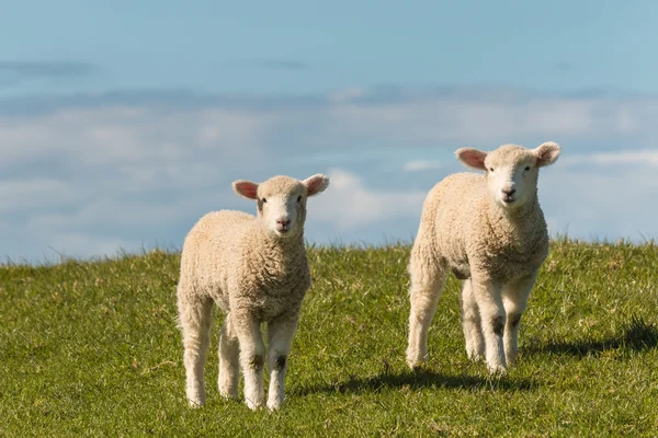 Two lambs standing on meadow — Stock Photo, Image