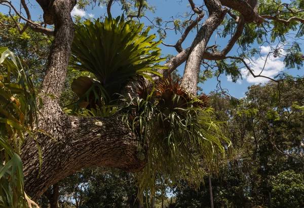Rośnie na drzewie w dżungli Ogród bromeliowatych — Zdjęcie stockowe