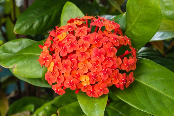 Llama de las flores del bosque — Foto de Stock