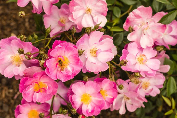 Roze rozenstruik bloemen — Stockfoto