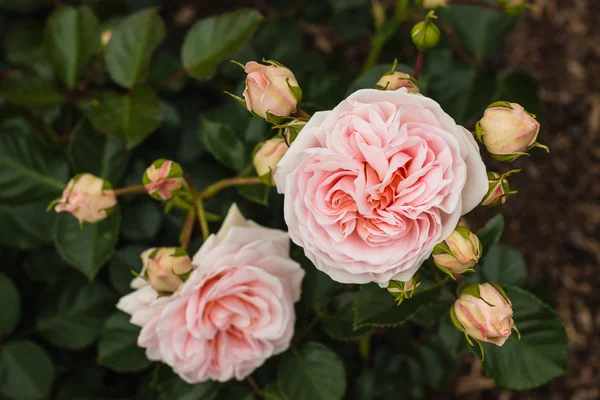 Розовая многоцветковая роза — стоковое фото
