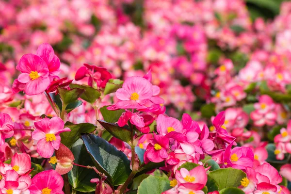 Begonias de cera rosa — Foto de Stock