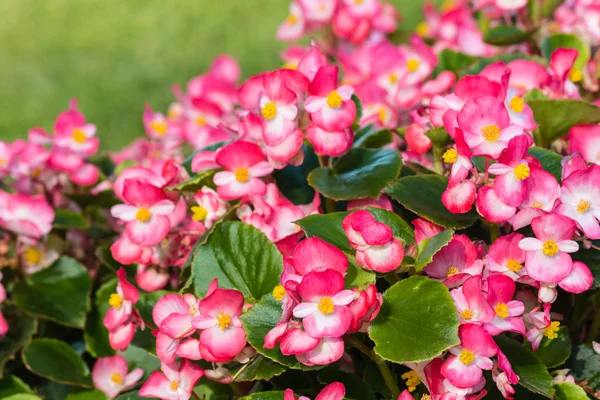 Rosa Begonien in voller Blüte — Stockfoto