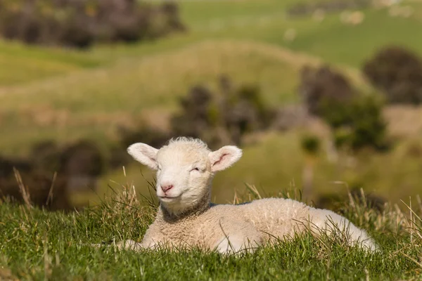 Sleepy newborn lamb — Stock Photo, Image