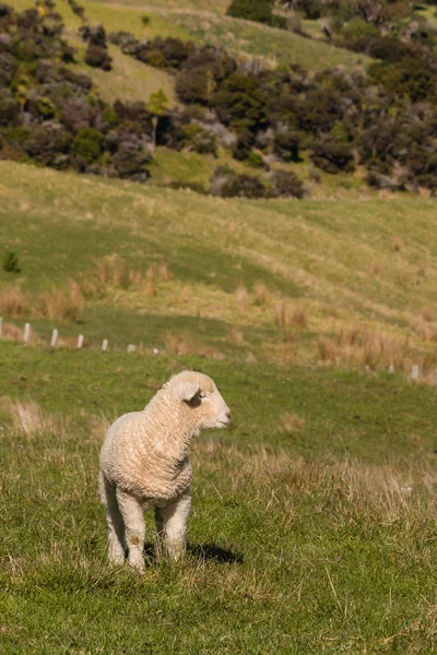 Closeup of watchful lamb — Stock Photo, Image