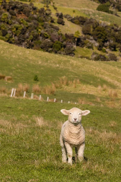 Cordeiro curioso em pé no paddock — Fotografia de Stock