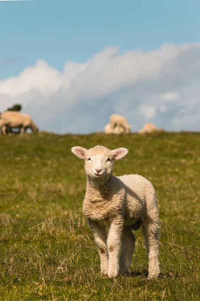 Curious lamb standing on meadow — Stock Photo, Image