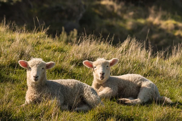 Deux agneaux reposant sur la prairie — Photo