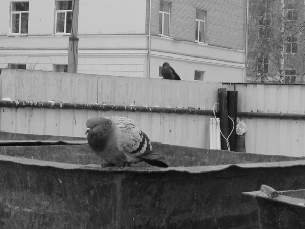 Sad pigeon — Stock Photo, Image