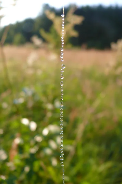 Gotas de Rocío — Foto de Stock