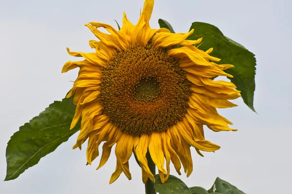 Sonbaharın çiçekler