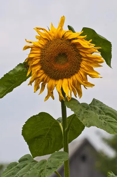 Sonbaharın çiçekler