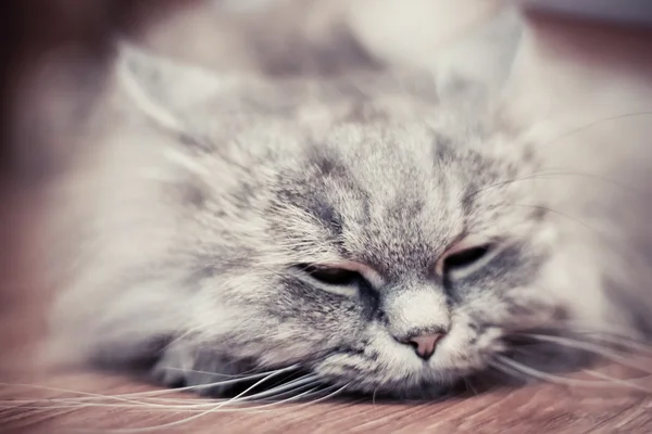 Gato descansando no chão — Fotografia de Stock