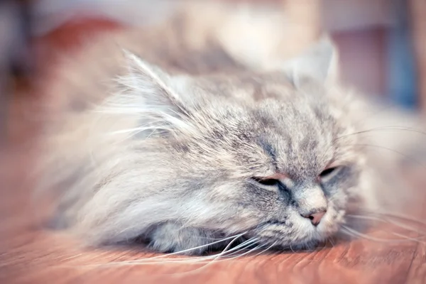 Gato descansando no chão — Fotografia de Stock