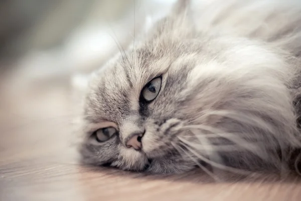 Gato descansando no chão — Fotografia de Stock