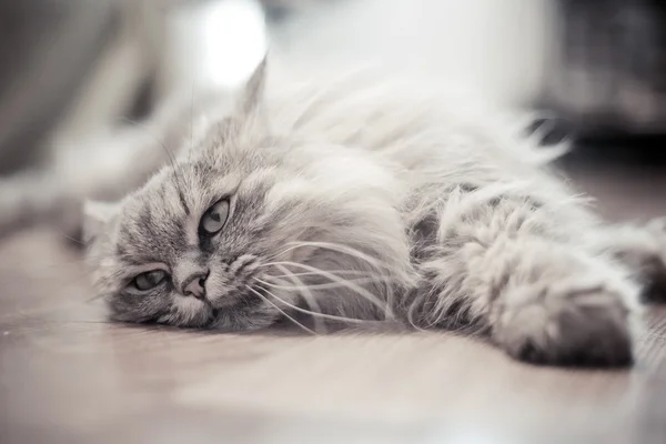 Gato descansando no chão — Fotografia de Stock