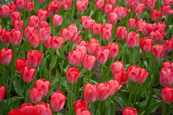 Jardim de tulipas vermelhas — Fotografia de Stock