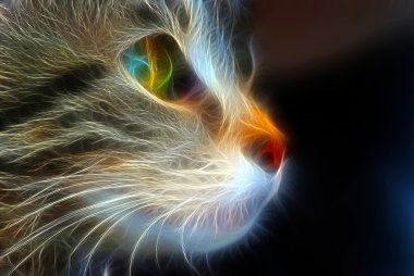 Gato Elecco