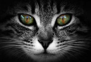 Ojos de gata
