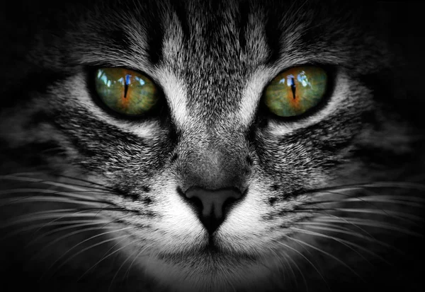 Ojos de gata — Stock fotografie