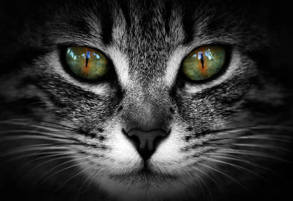 Ojos de gata — Fotografia de Stock
