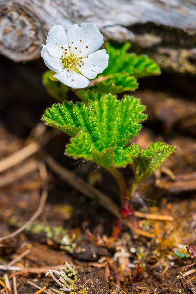 Einzelne Moltebeerblüte — Stockfoto