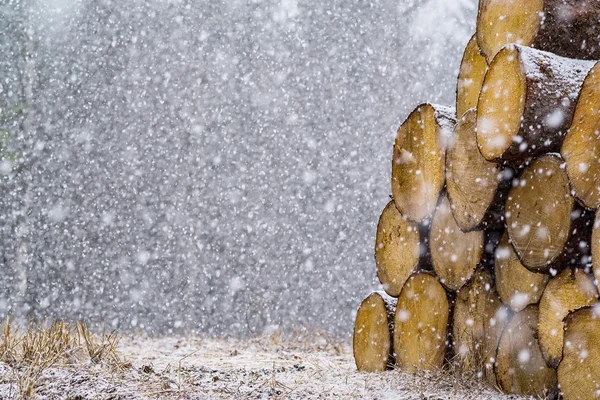Schneefall und Baumstämme — Stockfoto
