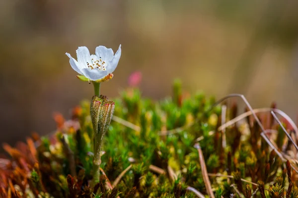 Tek cloudberry çiçek