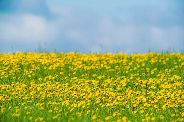 Vahşi karahindiba alan