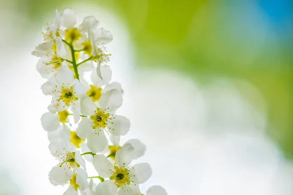 Avrupa kuş kiraz çiçek