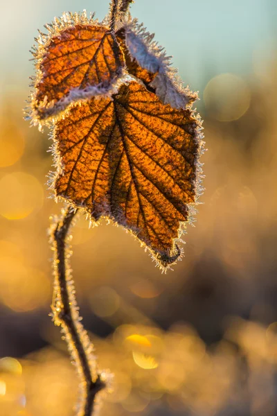 Feuilles congelées — Photo