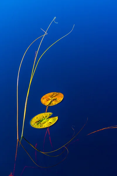 Planta de agua — Foto de Stock