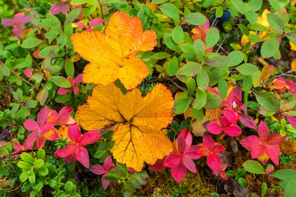 Herbstliche Farben — Stockfoto