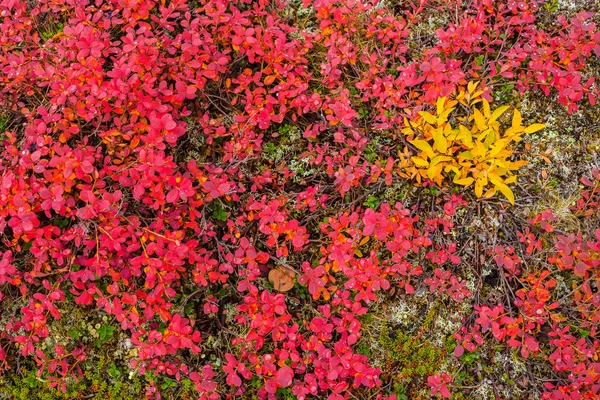 Herbstliche Farben — Stockfoto